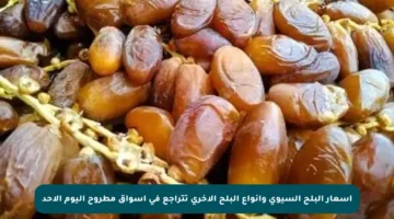 أسعار البلح السيوي وأنواع البلح الأخرى تتراجع في أسواق مطروح اليوم الأحد